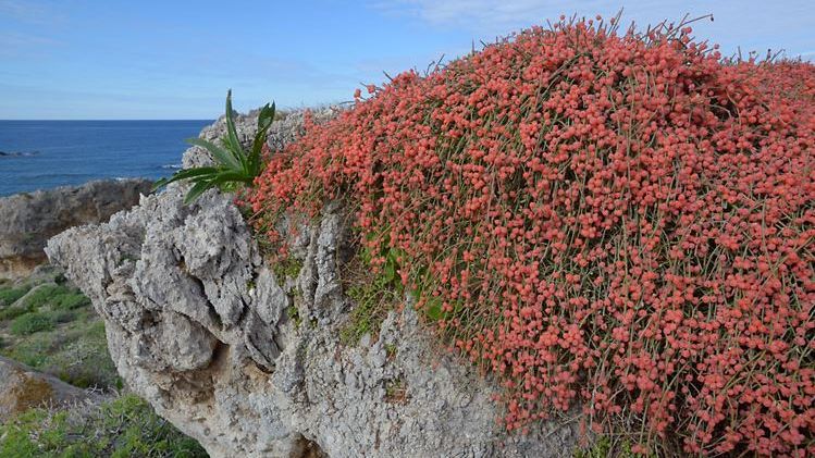 Singura "plantă-vampir" cunoscută până acum: depinde de ciclul lunar