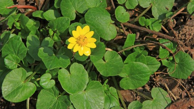 Planta asta a invadat toate pieţele: Ce este, de fapt, untişorul? 