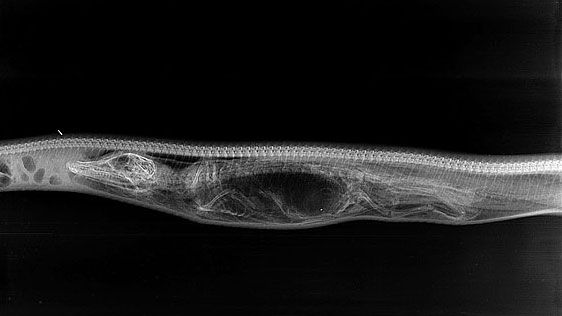 Radiografii fascinante: ce se întâmplă în stomacul unui piton care a devorat un aligator