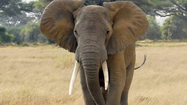 Care sunt cele mai longevive animale