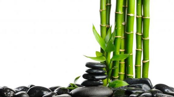 Bambusul aduce prospertitatea casei. Foto/Arhivă