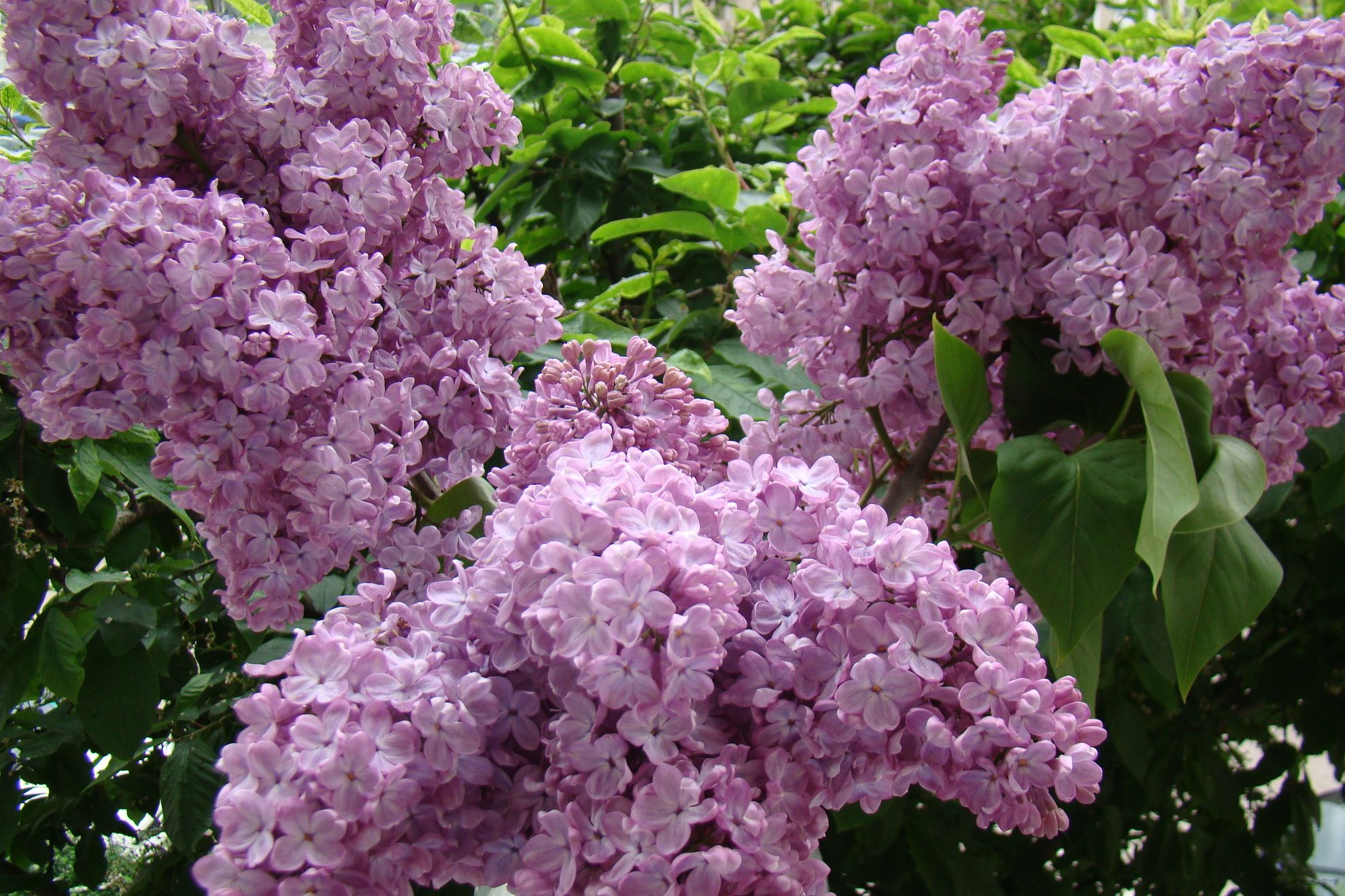 Proprietăţi miraculoase ale florilor de liliac. Puţini ştiu asta