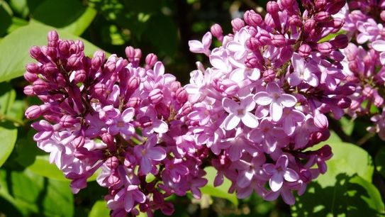 Elixirul tinereții: florile de liliac mov. Cum se prepară