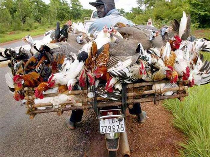 Ei au arătat că pot transporta aproape orice cu motocicleta! Râzi cu lacrimi 