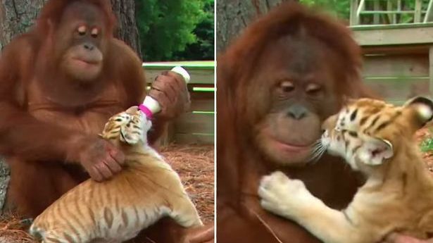 Imagini adorabile! Un urangutan, mamă surogat pentru trei pui de tigru