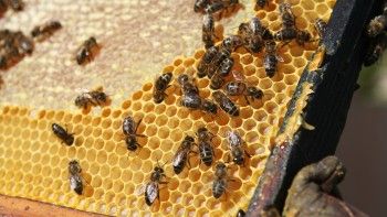 Ce boli poţi vindeca cu tinctura de propolis