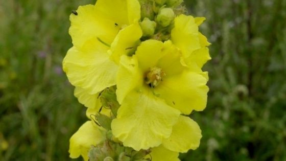 Nouă plante care vă curăţă plămânii