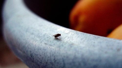 Metoda simplă, ieftină şi naturală prin care poţi să scapi de muştele din casă