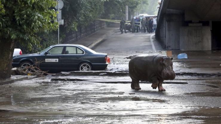 Mai multe animale au evadat dintr-o grădină zoologică. Locuitorii, avertizaţi să nu iasă din case