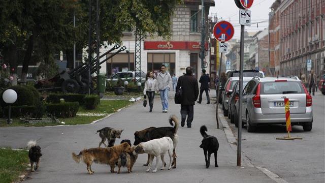 Daily Mail: Londra cere insistent guvernaților români să nu mai sacrifice... câinii comunitari