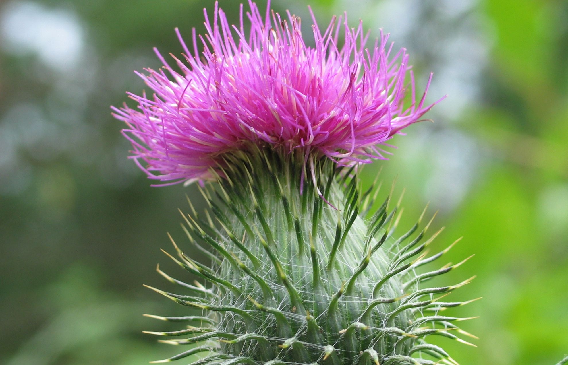 Banalul ciulin are efecte terapeutice miraculoase. Iată ce boli tratează!