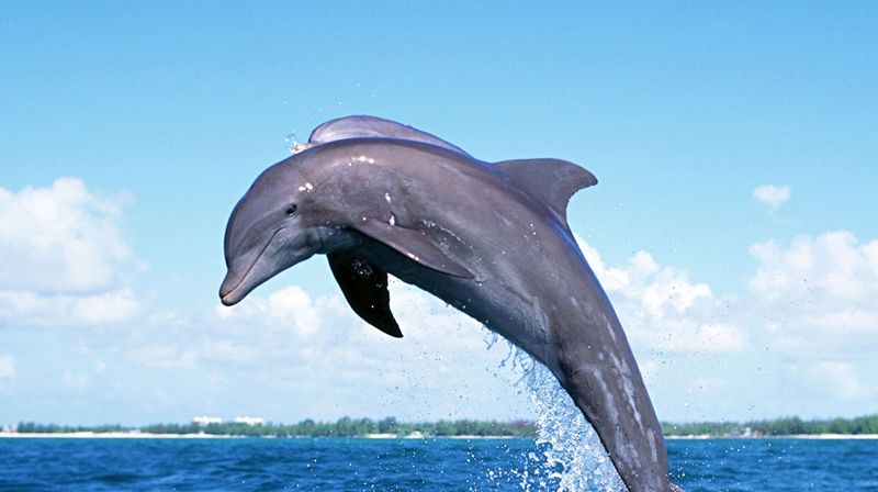 Fotografia zilei. Un delfin s-a luat la întrecere cu un submarin nuclear