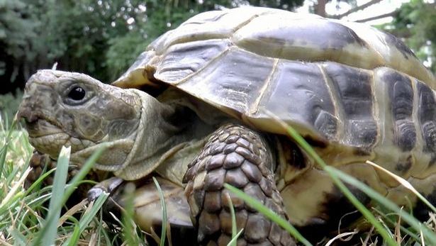 Povestea impresionantă a broscuţei care se deplasează cu ajutorul a două roţi de la o jucărie