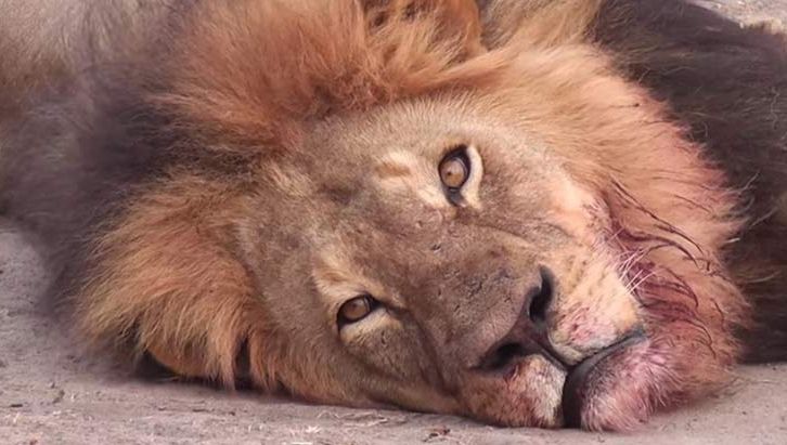 Furie în SUA după uciderea leului Cecil