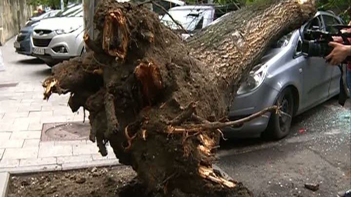 Primăria va tăia arborii bătrâni de pe Kiseleff și din parcul Cișmigiu. Pericol de prăbușire