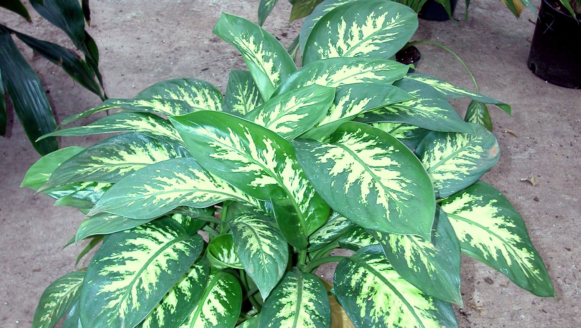 Ai această plantă în casă? Arunc-o imediat! Iată ce se spune despre ea