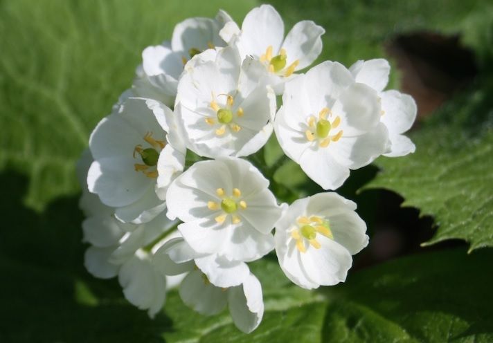 Cea mai frumoasă floare din lume. Transformare incredibilă la contactul cu apa 