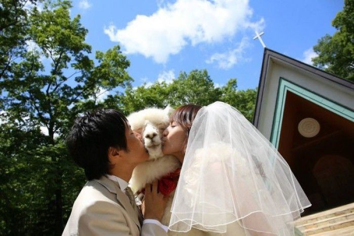 Noul trend în Japonia: la nuntă cu cămila
