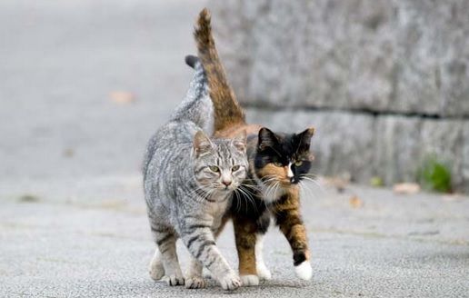 Sâmbătă e ziua internațională a pisicii