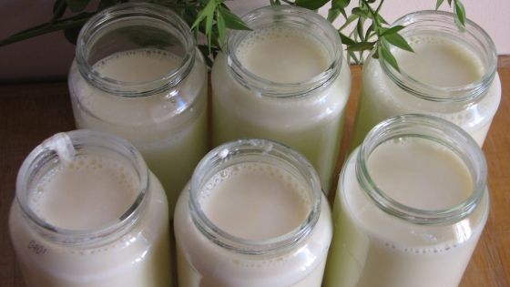 Cum să faci cel mai bun iaurt de casă