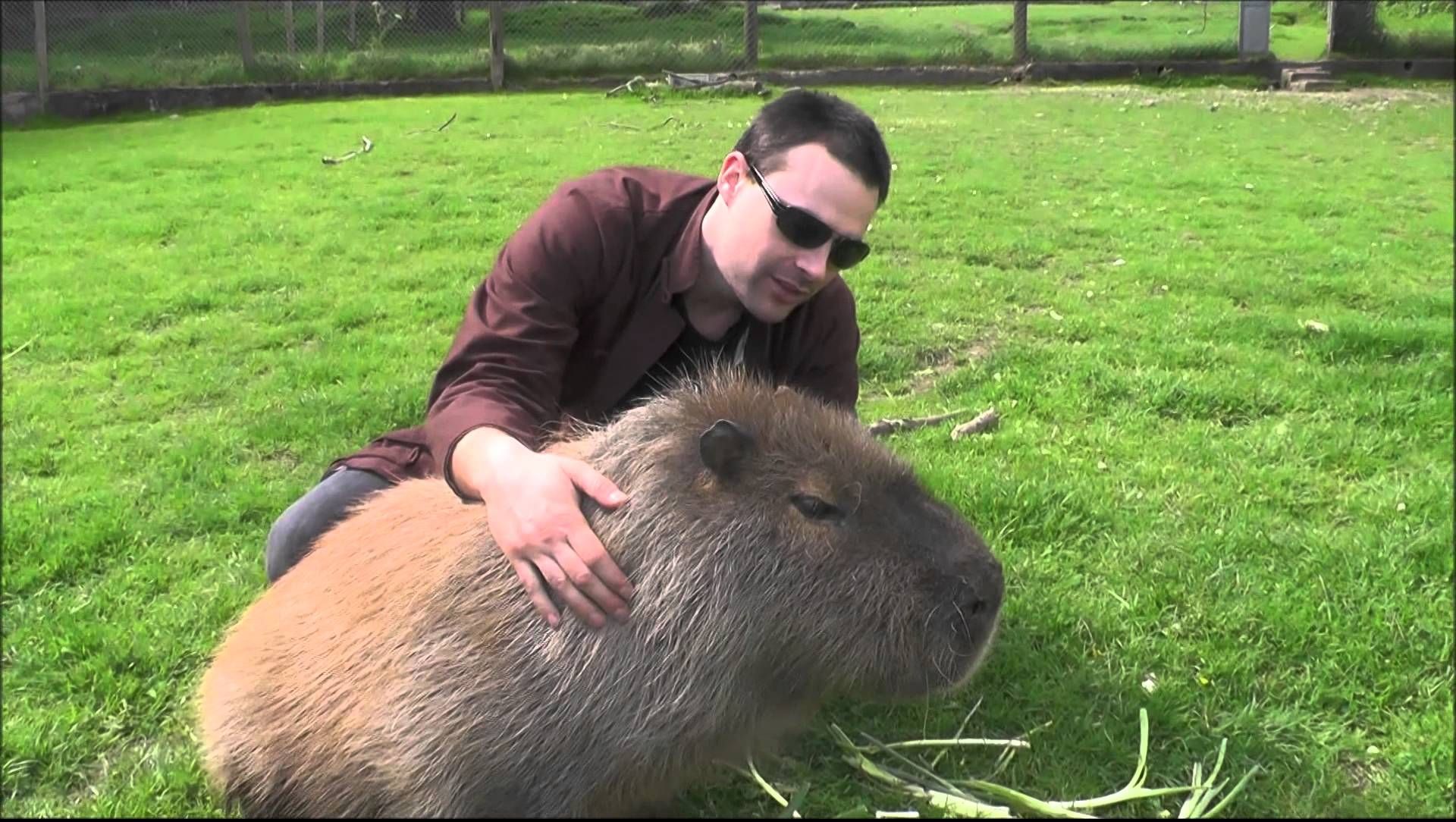 VIDEO AMUZANT. Îngrijitorii de la ZOO se chinuie să prindă un şoarece imens