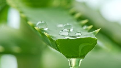 Planta miraculoasă pe care trebuie să o ai în casă şi care vindecă peste 100 de boli 