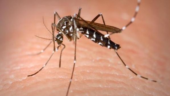 Alertă: Țânțarul-tigru a ajuns la graniţa cu România. Invazia e iminentă: CE BOLI TROPICALE aduce