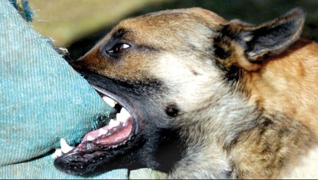 Copil de 5 ani, mușcat de un câine chiar în curtea unui spital