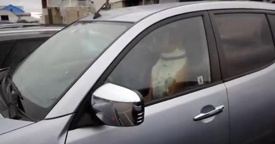 Un căţel, închis în maşină de stăpân. Trecătorii, uluiţi de modul în care animalul a cerut ajutor