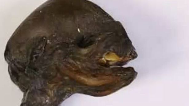 Creatură ciudată, găsită lângă o centrală nucleară. Oamenii s-au speriat când au văzut cum arată