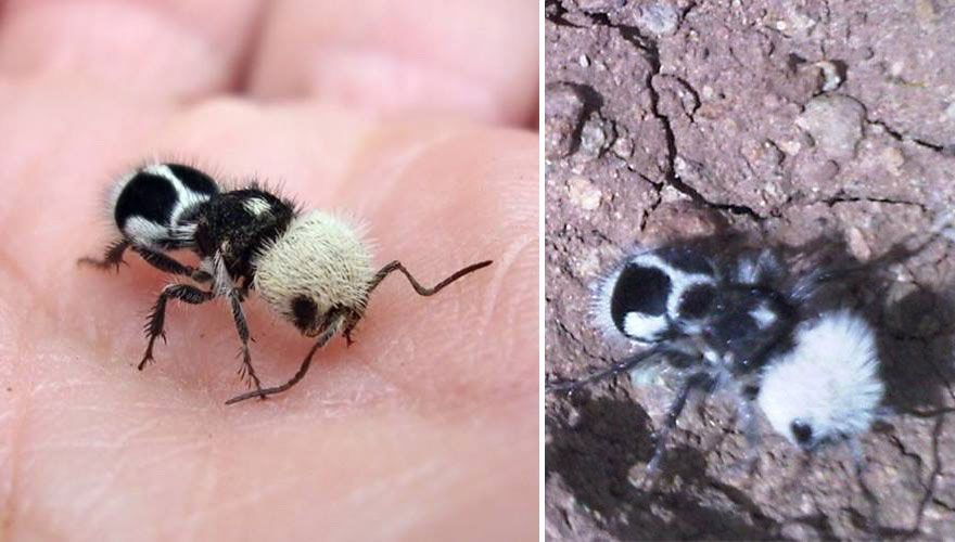 Pare o insectă foarte drăguţă! Ce se întâmplă dacă te muşcă