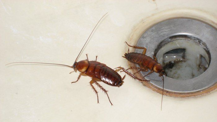 Aceasta este cea mai bună metodă pentru a scăpa de gândacii de bucătărie. Definitiv!