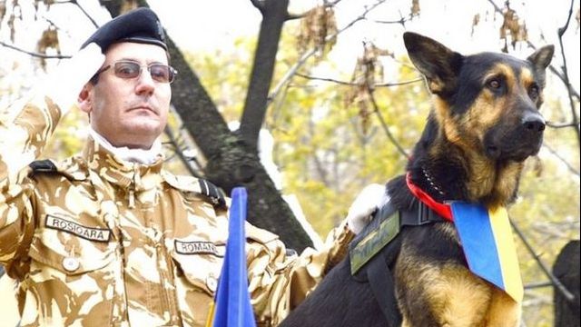 Max, câinele-erou al Armatei Române, a pierdut lupta cu viața 
