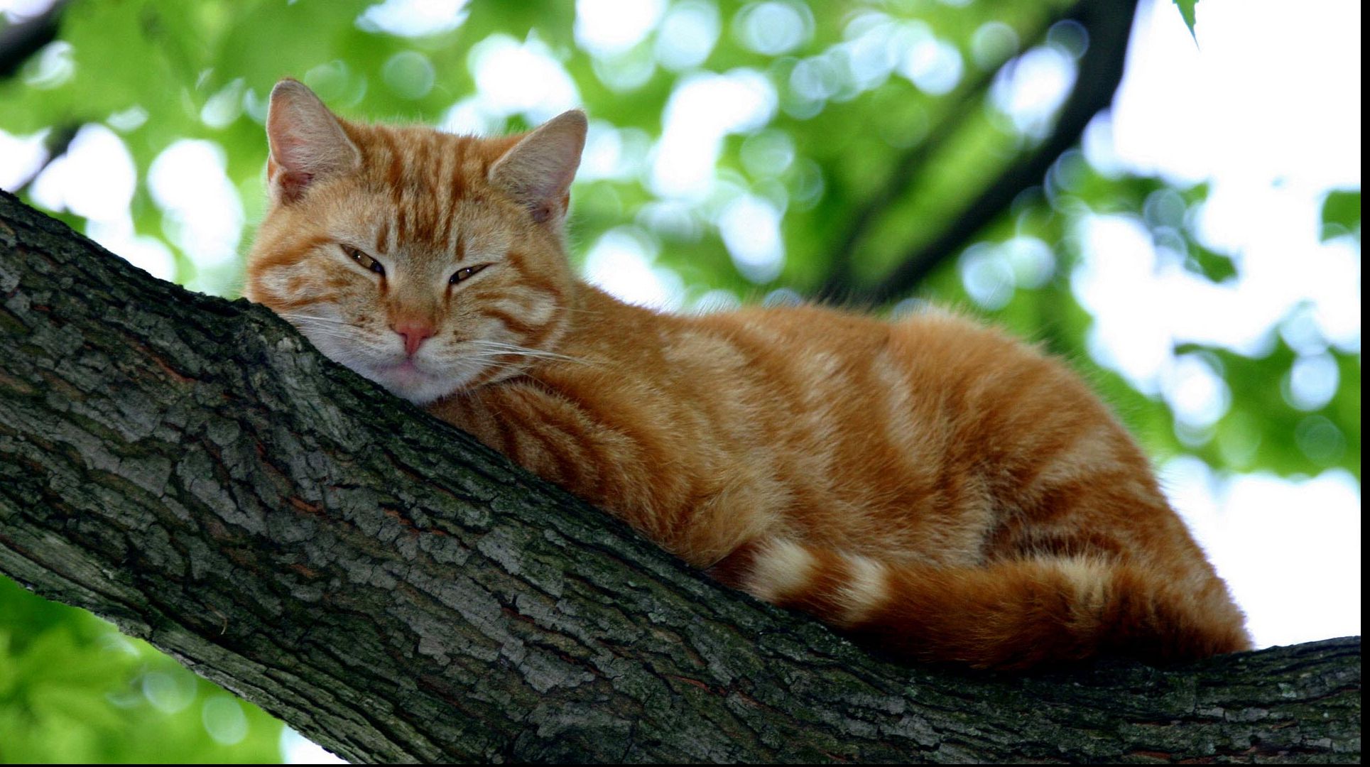 Îţi place când toarce pisica! Iată şi ce beneficii îţi aduce