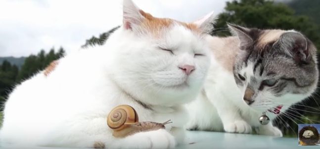 Adorabil! Cum reacţionează două pisici când dau nas în nas cu un melc curios