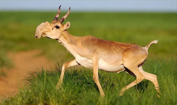 60.000 de antilope au murit în patru zile. Stupoare în rândul oamenilor de știință