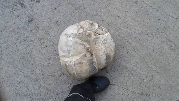 Ciupercă uriaşă găsită pe un câmp în apropiere de Timişoara 