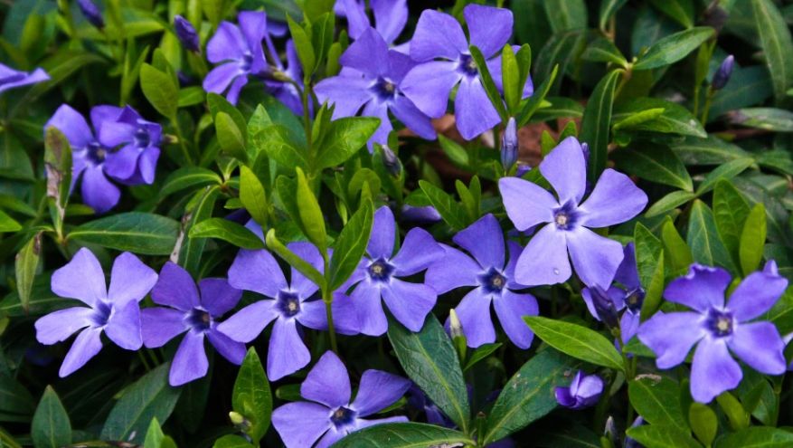 Atenţie la terapiile naturiste. Plante medicinale extrem de toxice