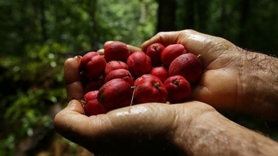 Cresc într-un singur loc din lume, dar pur și simplu pulverizează celulele canceroase