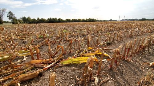 Meteorologii se aşteaptă la o vară călduroasă şi secetoasă