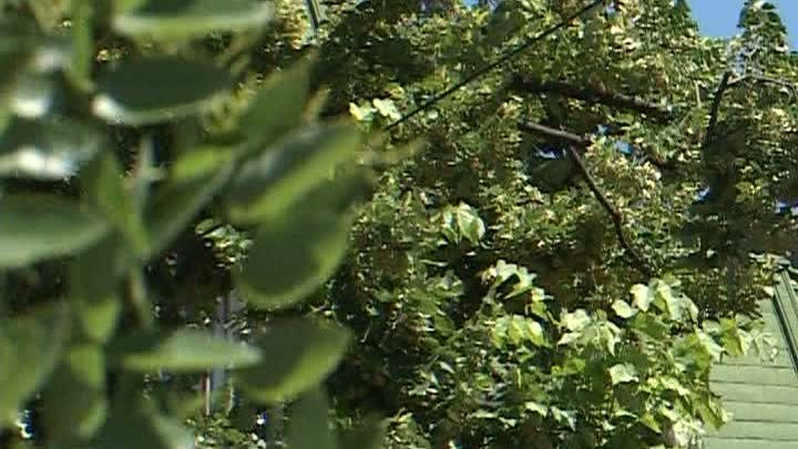 Paguba din Tei, de primăria Iaşi 