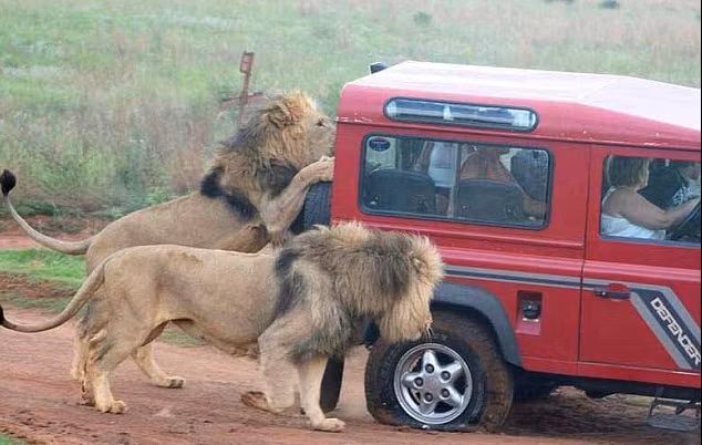 Au fost înconjurați în safari de o haită de lei furioși. Ce a urmat întrece orice imaginație
