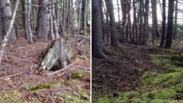 Filmarea care a înfricoşat internetul: cum arată o pădure bântuită.Totul e real, explicaţia e simplă