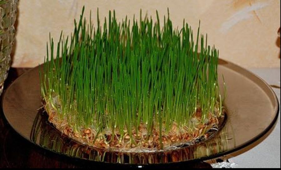 Cum se pune grâu la încolţit pentru Sfântul Andrei? Greşeala pe care toată lumea o face