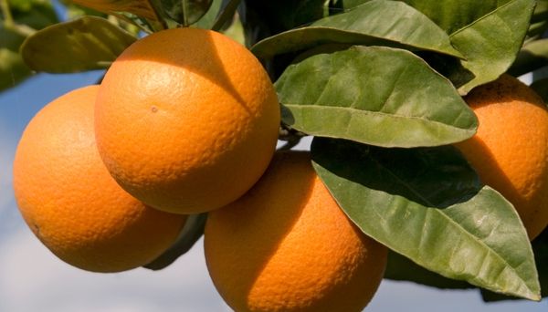 Sucurile de grepfrut, portocale şi mere pot reduce eficacitatea anumitor medicamente