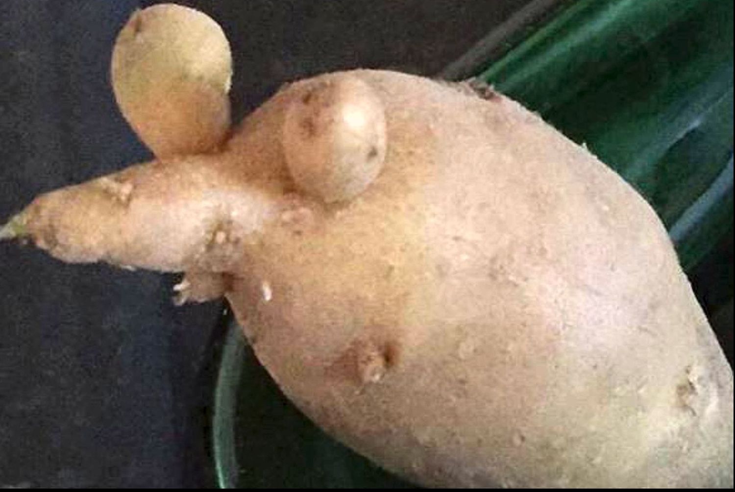 Legume și fructe cu cele mai ciudate forme. Tu ai mânca așa ceva? - GALERIE FOTO