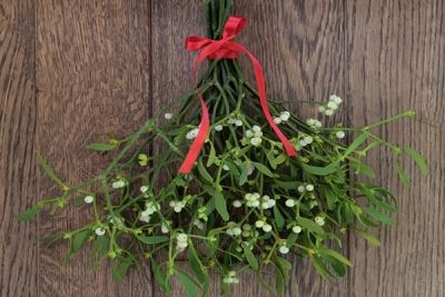 Vâscul, planta care aduce belşug în casă. Reglează hipertensiunea şi are efect antitumoral