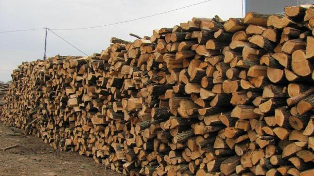 Au recunoscut tot! Doi bugetari au început să vorbească despre jaful silvic