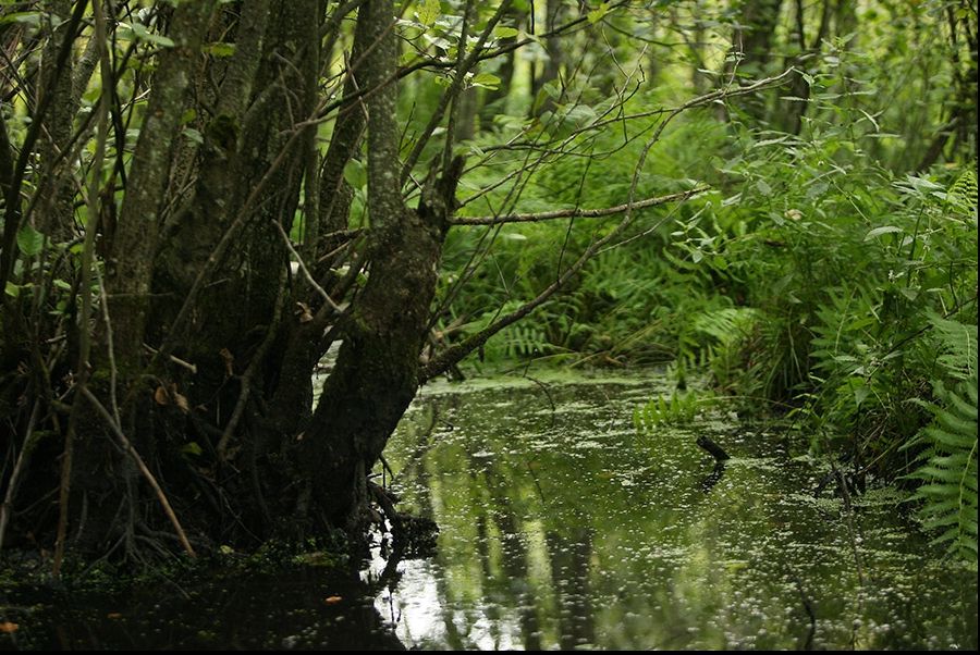 Descoperire FABULOASĂ într-o mlaştină din Polonia: datează de peste 600 de ani