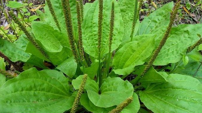 Nu o mai călca în picioare! Este cel mai bun medicament natural de pe planetă 